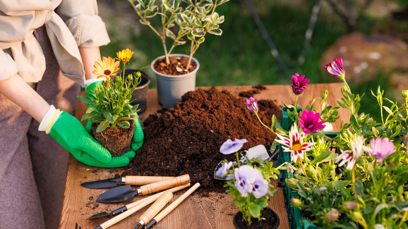 Какие цветы можно посадить в октябре