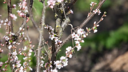 Дерева розквітли восени — причина і дієвий план дій - 285x160