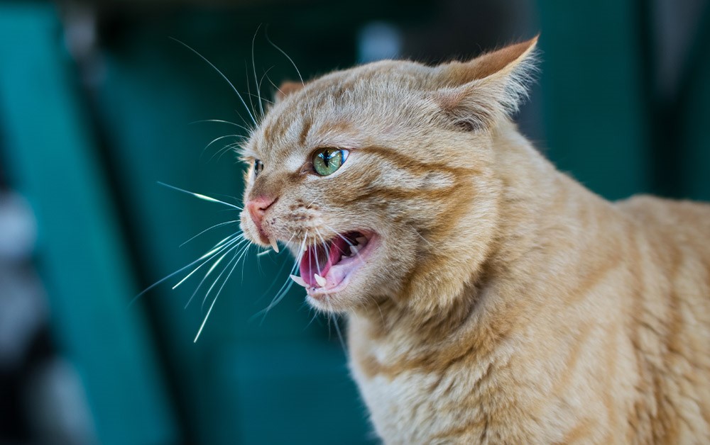 Як розпізнати сказ у тварини — що робити та як убезпечитися - фото 1