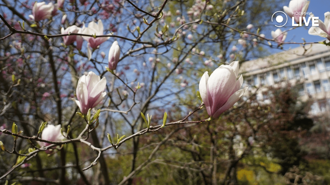 Цвітіння магнолії в Одесі: фото