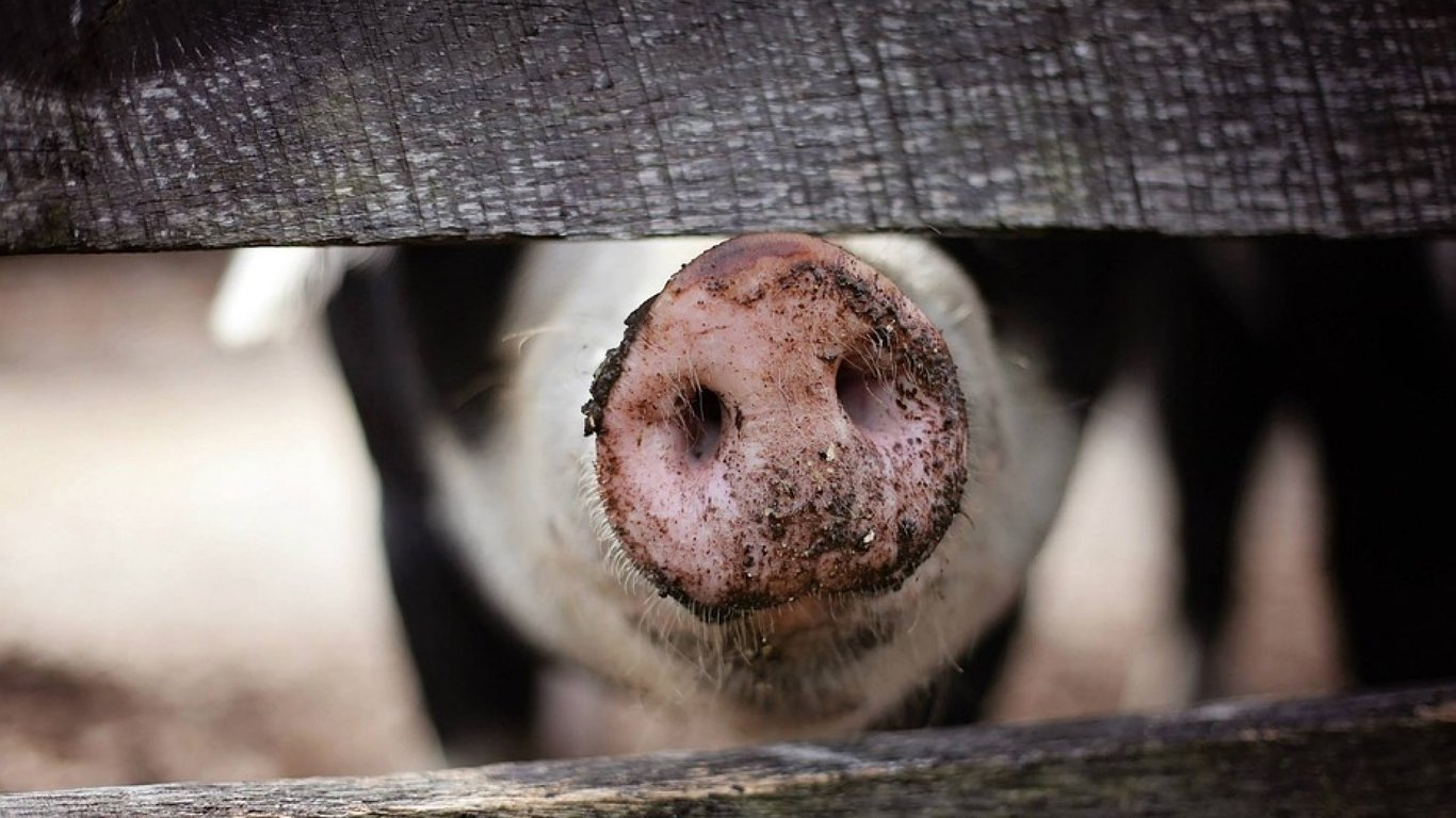В Гонконге мясник погиб, пытаясь зарезать свинью