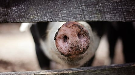 У Гонконзі свиня убила м'ясника його ж ножем - 285x160