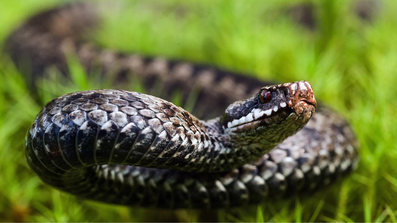 Як позбутися змій на городі — найдієвіші способи та поради