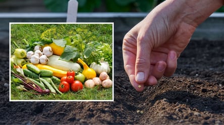 Ці овочі варто посадити у березні — ранній урожай гарантовано - 290x160