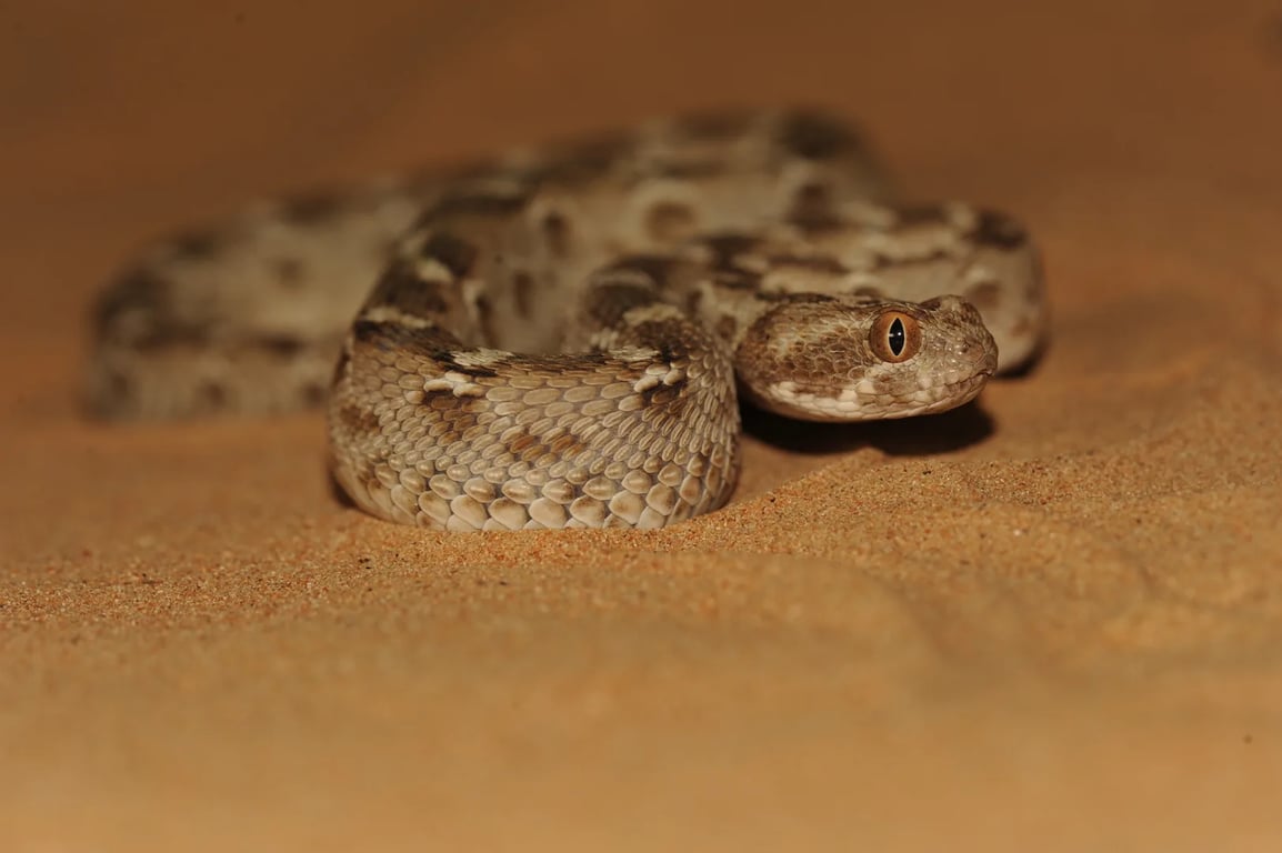 Какая вы змея по знаку Зодиака — Овен