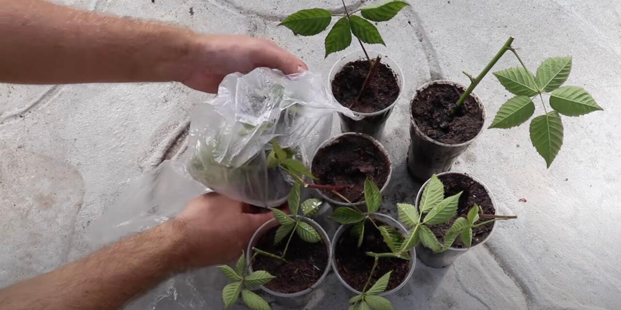 Создание "теплиц" для черенков