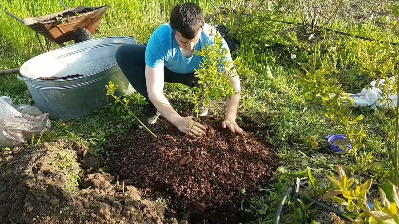 Як правильно садити лохину