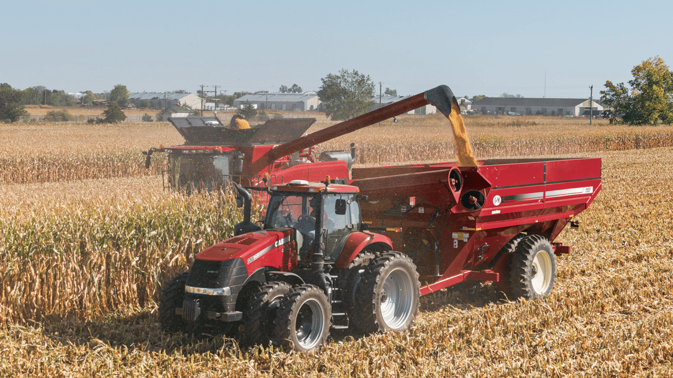 Цены на зерновые в Украине по состоянию на 21 января 2024 года — сколько стоит кукуруза