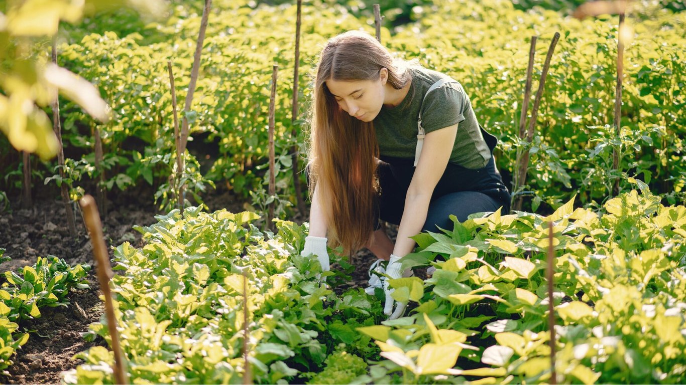 Які рослини мають ідеальну сумісність із редискою на городі за строками росту та достигання
