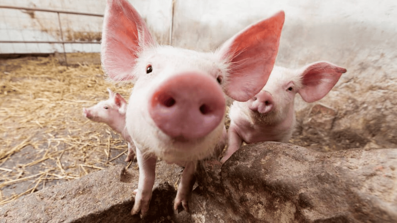 В Киеве зафиксирована вспышка африканской чумки свиней: ввели карантин
