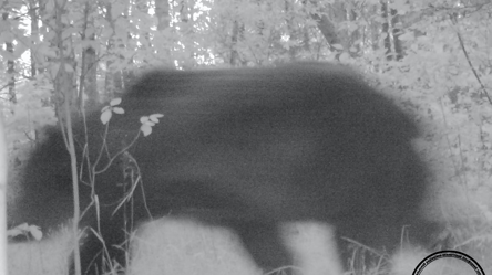 До фотопастки у Чорнобилі потрапив величезний хижак - 285x160