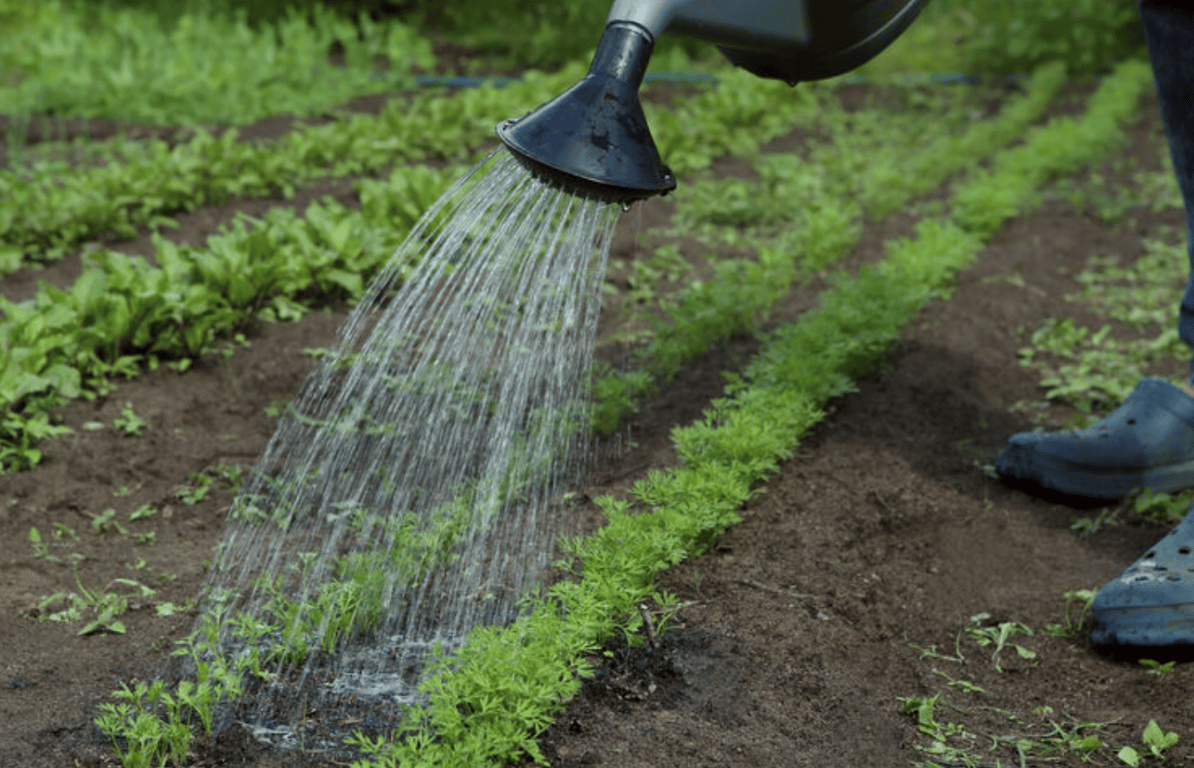 Полив моркови