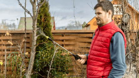 Ще не пізно захистити дерева — як обробити сад наприкінці осені - 285x160