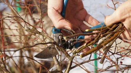 Що підрізати в саду у січні — перелік рослин - 285x160