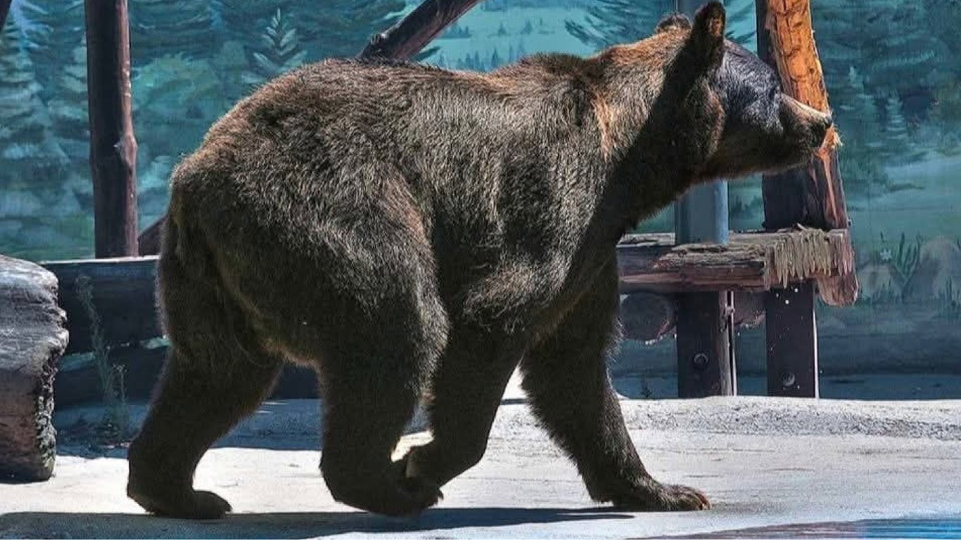 В Одеському зоопарку помер ведмідь Бумер: відомі причини смерті