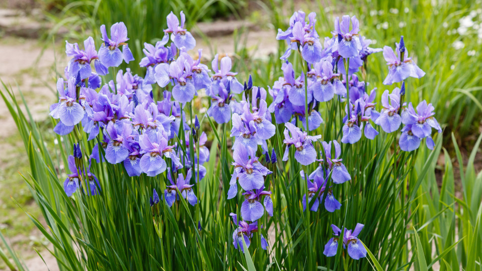 Красивые ирисы в саду