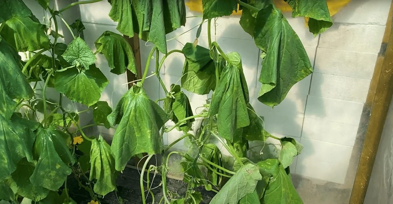 Увядшие листья огурцов