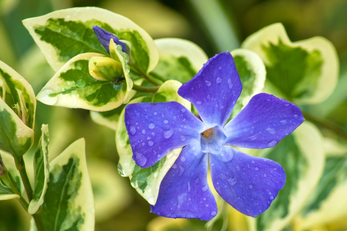 Цветок барвинка