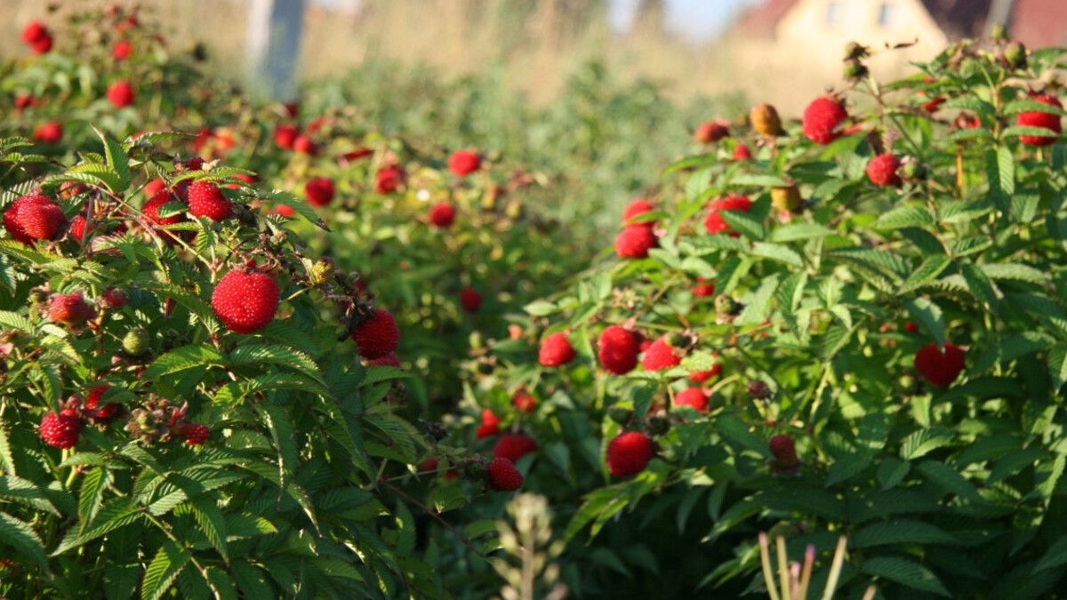 Пышные кусты малины в саду.