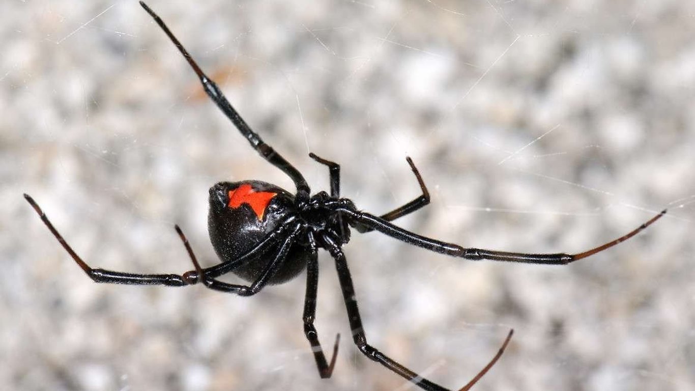 Смертельно отруйні павуки в Одесі — яка небезпека для містян та туристів - 250x140