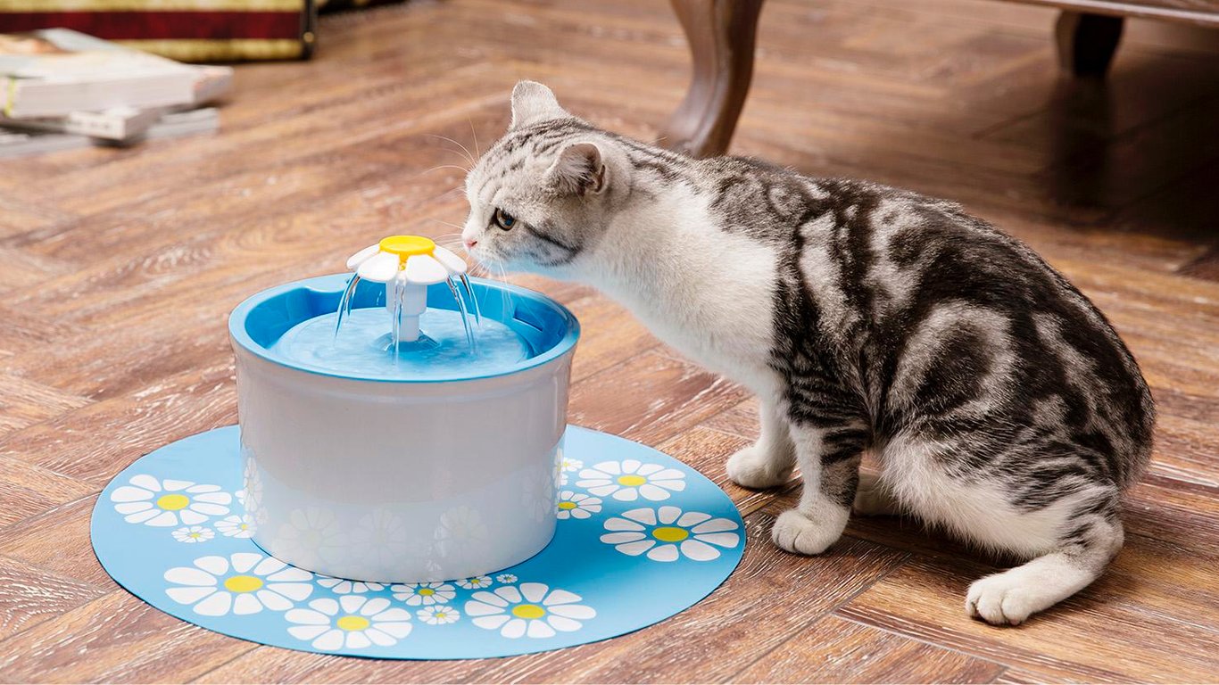 У які ємності можна наливати воду котам