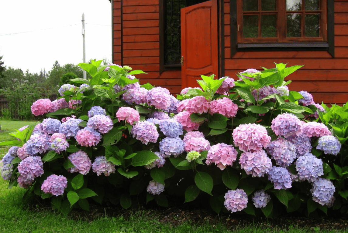 Пышные разноцветные гортензии у дома