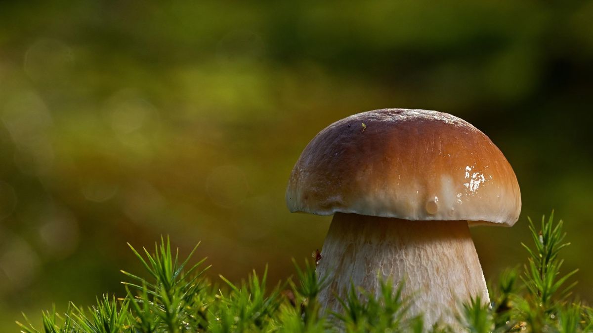 Белый гриб в лесу