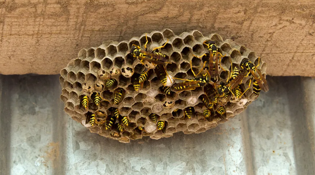 Гнездо ос, которое лучше не трогать