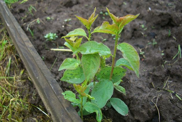 Чому паростки вишні швидко ростуть та розповзаються городом