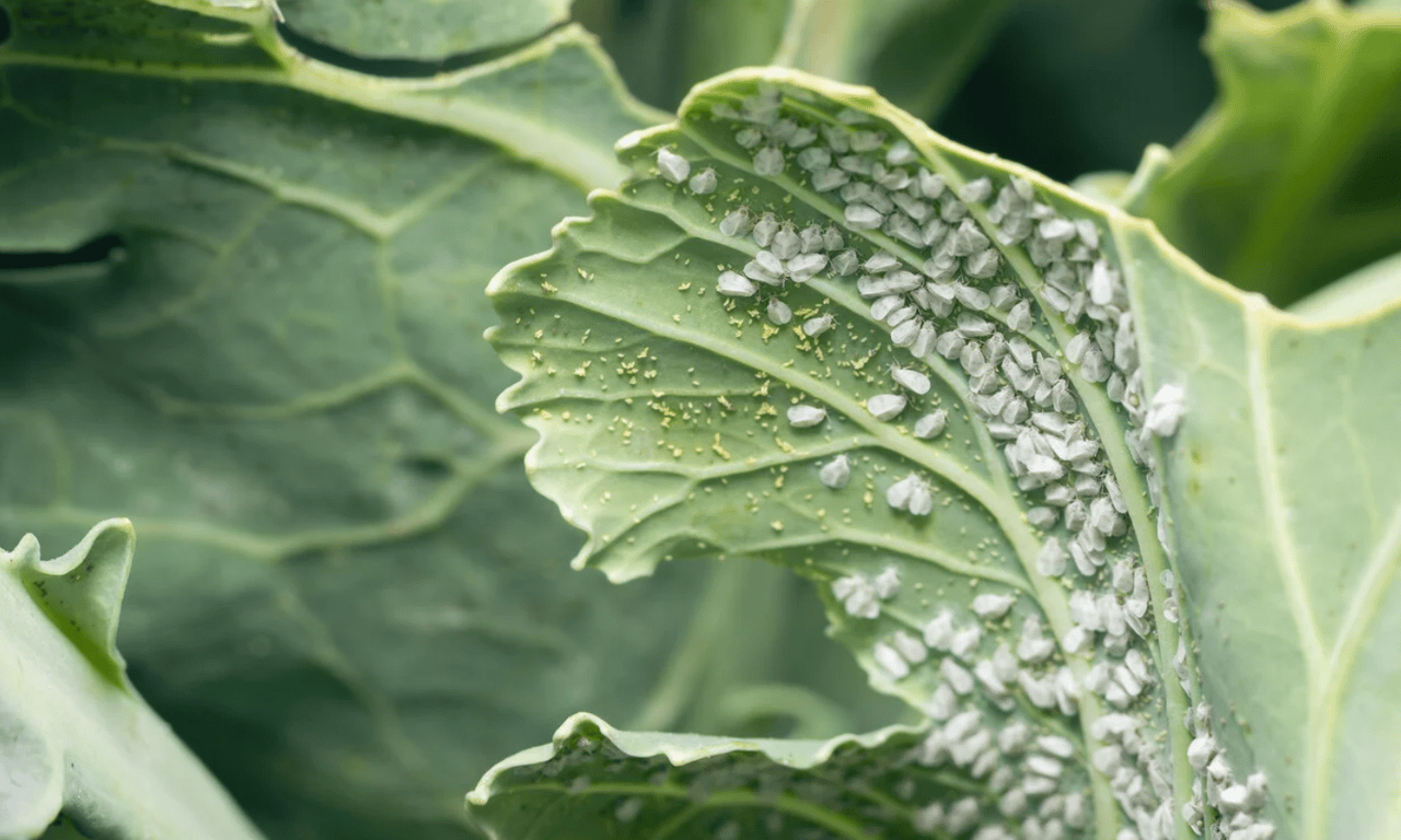 Белокрылка