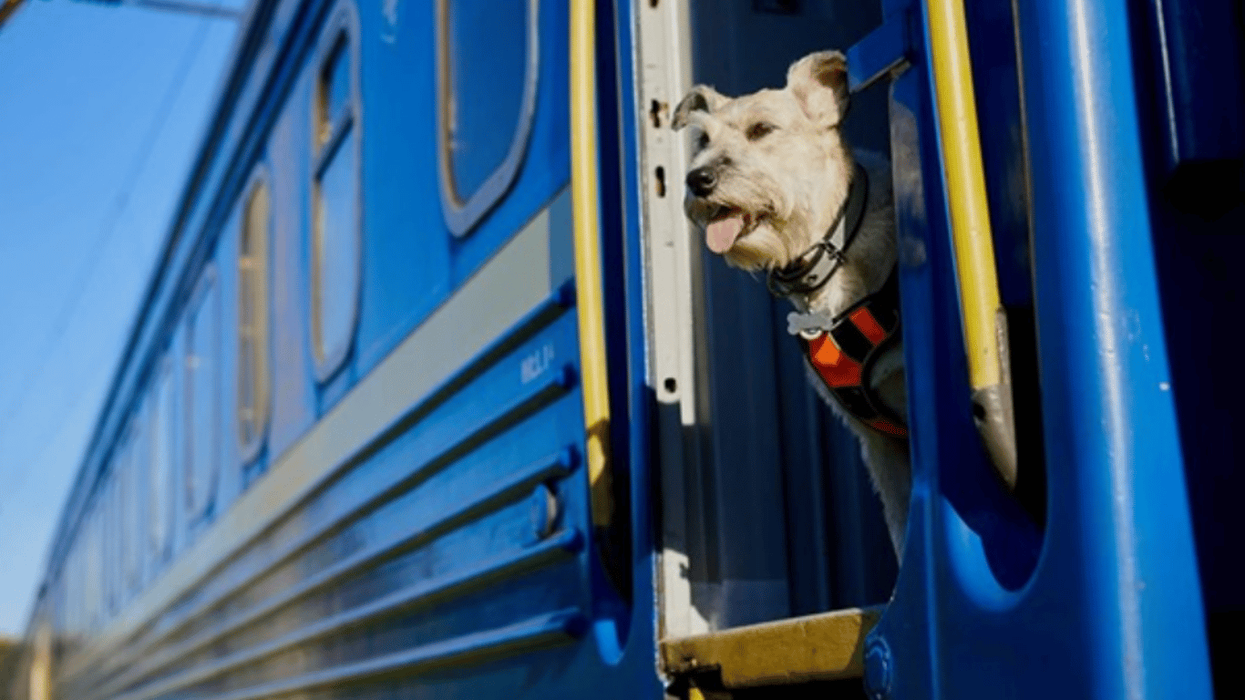 Перевозка животных в поезде — Укрзализныця обновит правила