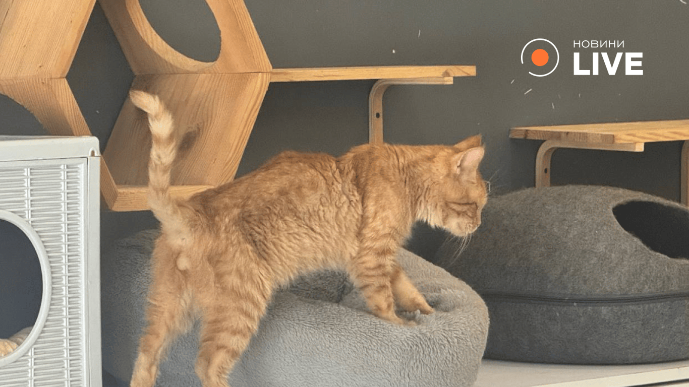 Домівка врятованих тварин у Львові