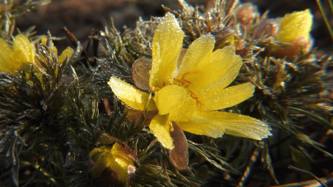 В Кривом Роге заметили опасный краснокнижный цветок: фото