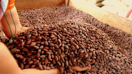Шоколаду загрожує подорожчання — ціни на какао-боби б'ють рекорди - 285x160