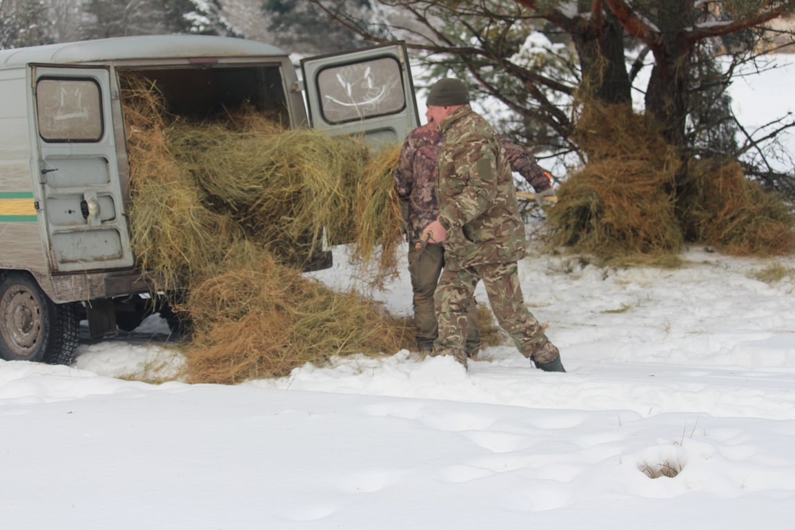 Життя диких тварин у Чорнобильському заповіднику