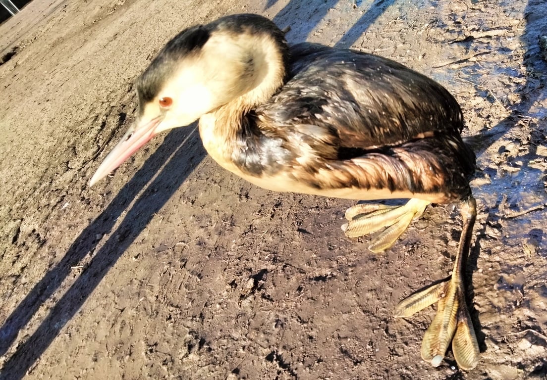 Птицы вымазанные мазутом в Одесской области. Фото: Иван Русев 