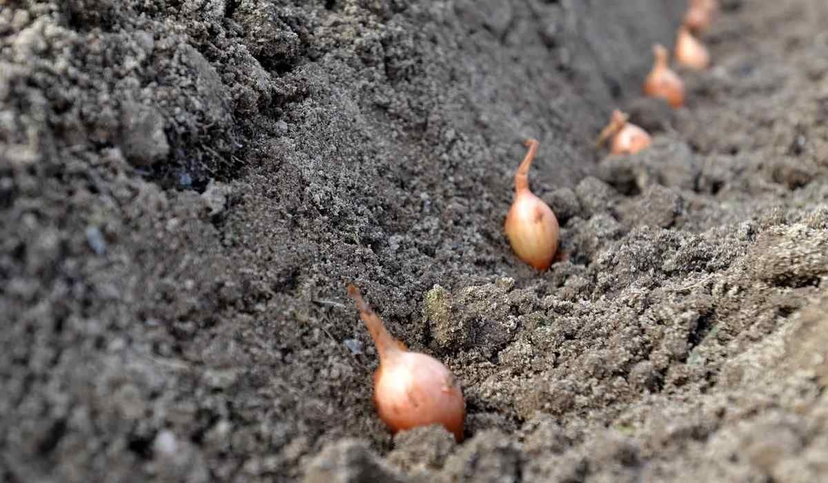 Коли садити цибулю навесні — сприятливі погодні умови