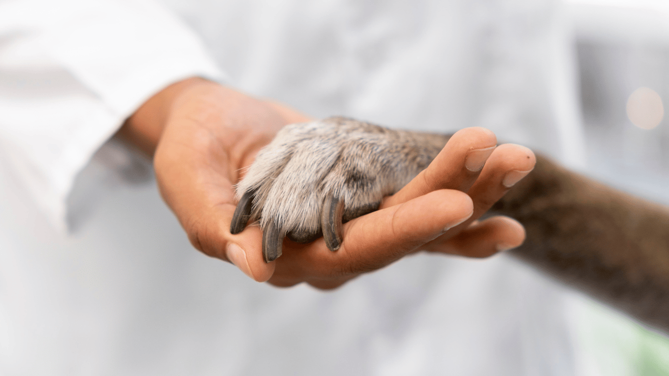 посібник допомоги домашнім тваринам