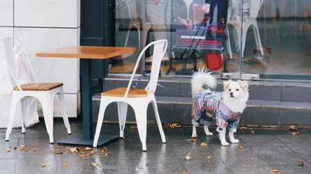 Ресторанный рынок Одесчины еле держится — главные причины - 285x160