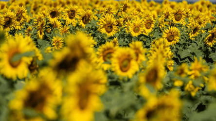 Соняшник дешевшає у вересні — чому знижуються ціни - 285x160