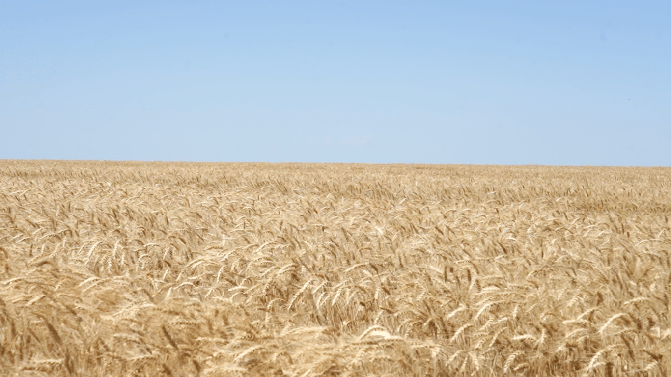 Зерно на полі