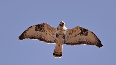 Рідкісний гість — хижий птах оселився в Чорнобильській зоні - 285x160