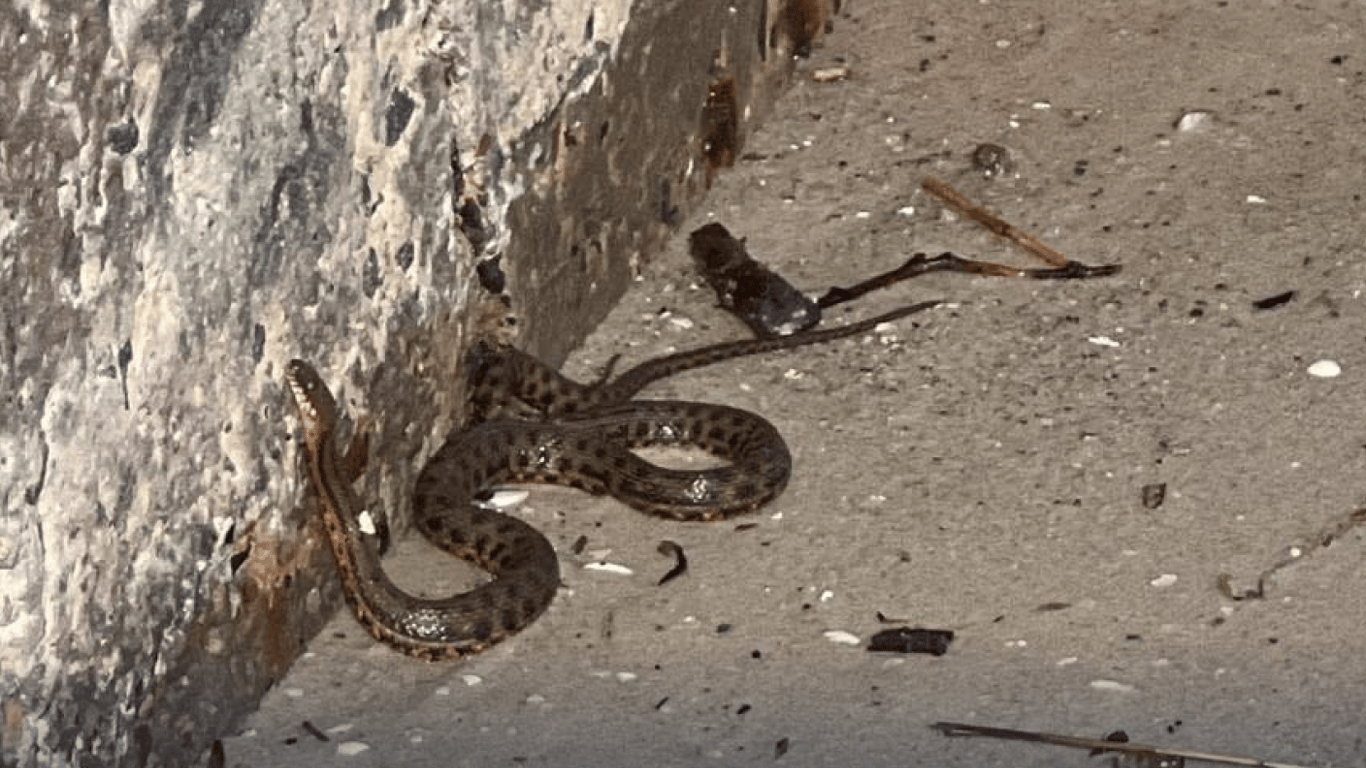 До берегів Одеси приносить змій: серед них можуть бути й отруйні