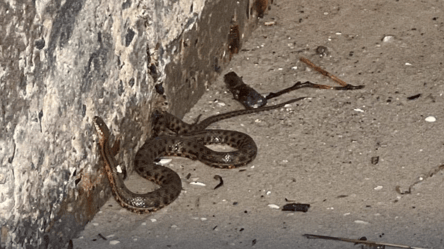 До берегів Одеси приносить змій: серед них можуть бути й отруйні - 285x160