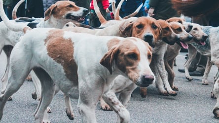 Собаку можуть і конфіскувати — яких покарань не уникнути в лютому - 285x160