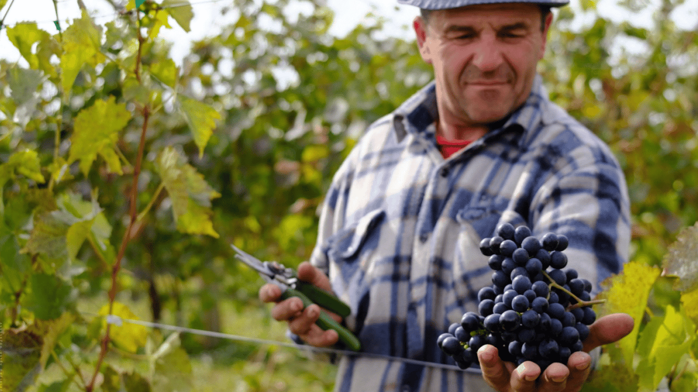 Чим підживити виноград у серпні, щоб збільшити врожай вдвічі — доступні добрива