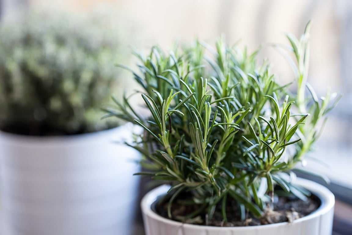 Вчені назвали рослину, що покращує пам’ять — є майже на кожній кухні