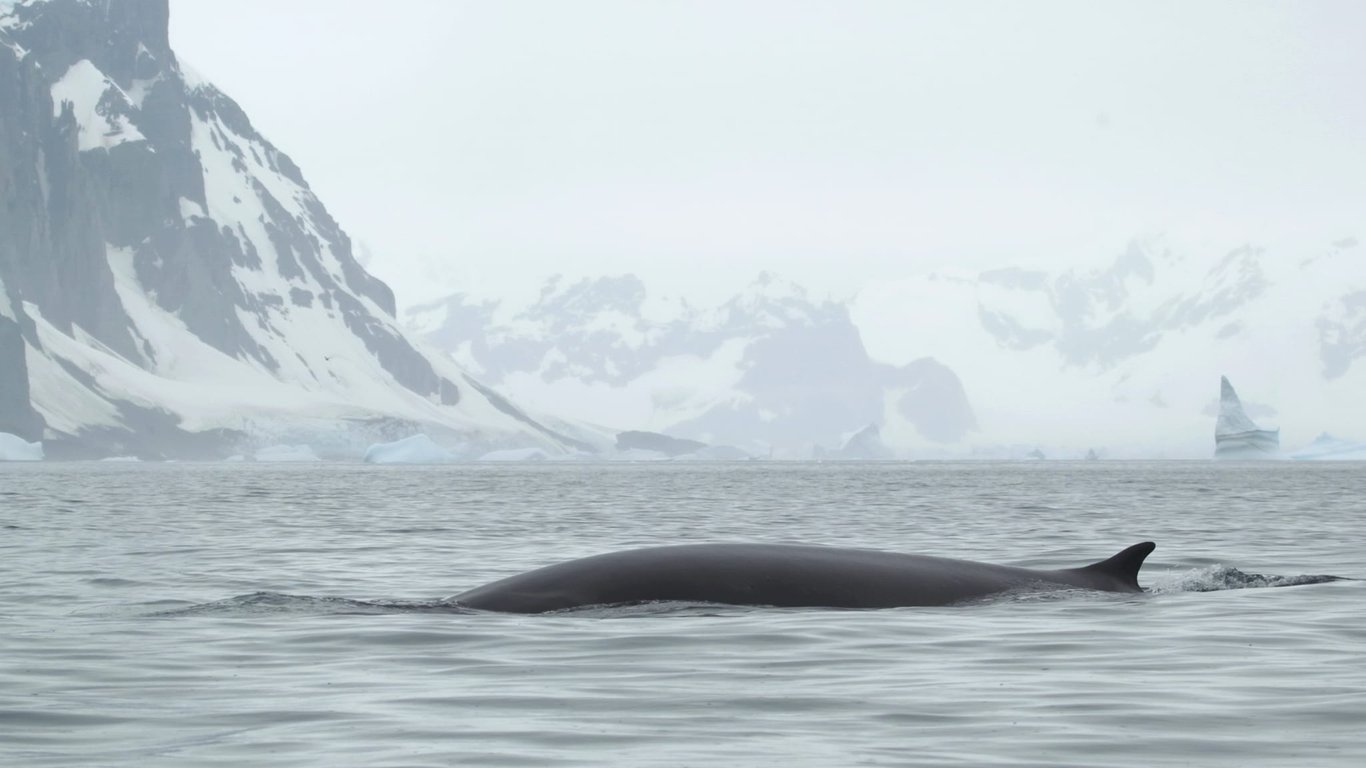 Українські полярники вперше сфотографували другого за величиною кита у світі