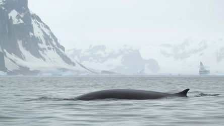 Украинские полярники впервые сфотографировали второго по величине кита в мире - 285x160
