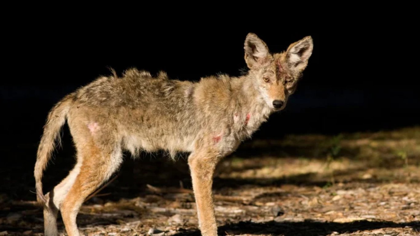 В Украине заметили странное существо: предполагают, что это чупакабра